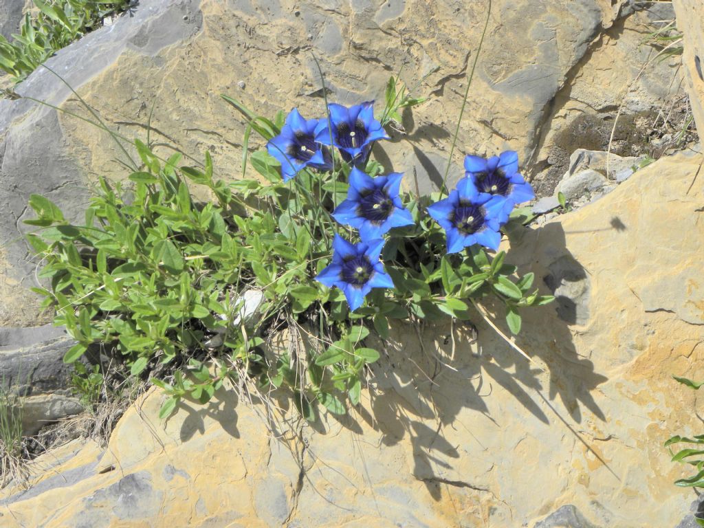 Gentiana acaulis